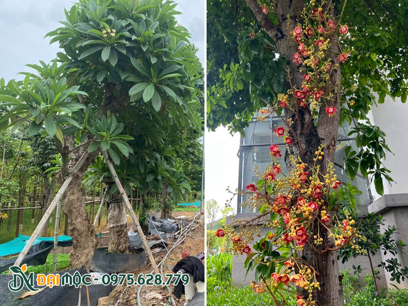 Bán cây hoa đại cổ thụ và cây sala cổ thụ sẵn hoa