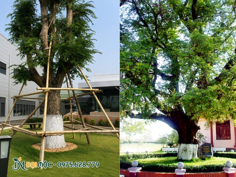 Thân cây me cổ thụ được quét vôi