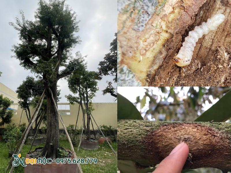 Dấu hiệu nhận biết sâu đục thân trên cây
