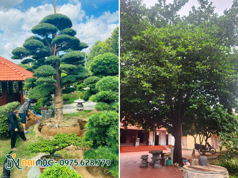 Cây tùng la hán cổ thụ và cây thị cổ thụ trồng sân vườn biệt thự, nhà thờ họ