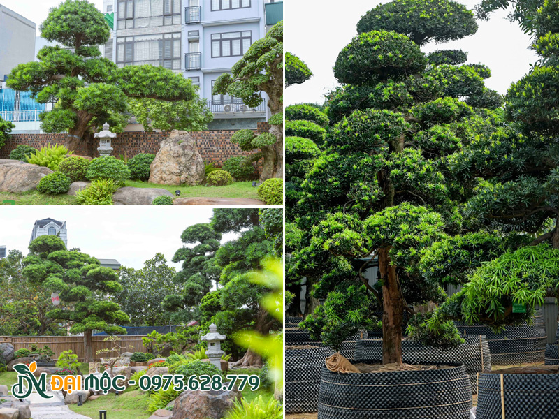 Tùng la hán cổ thụ nhập khẩu trồng sân vườn kiểu Nhật