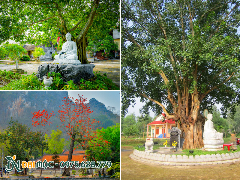 Hình ảnh cây cổ thụ trồng ở nhiều ngôi chùa tại Việt Nam