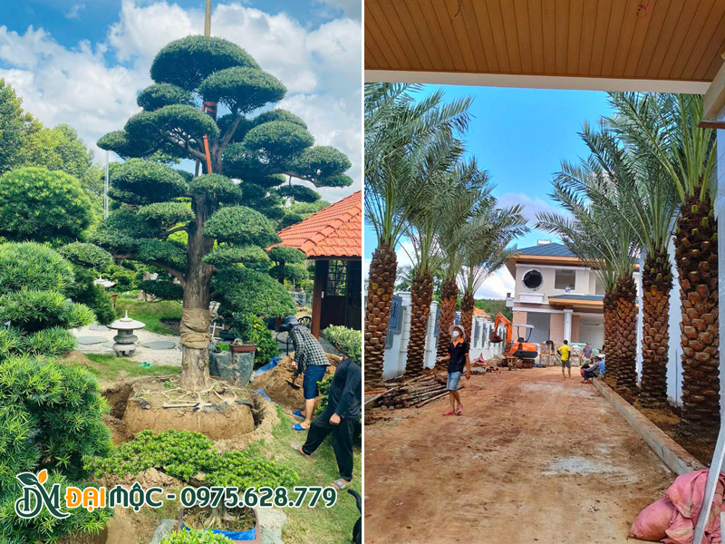 Thi công trồng và chống cọc cho cây nhâp khẩu cổ thụ tại dự án biệt thự, khu nghỉ dưỡng cao cấp