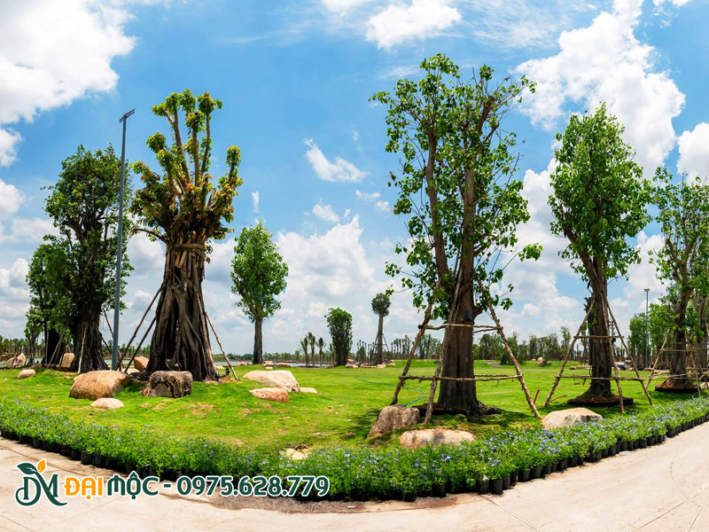 Thi công trồng cây bóng mát cổ thụ cho dự án tại Long An