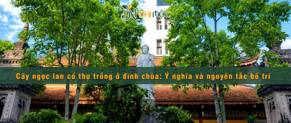 Cây ngọc lan cổ thụ trồng ở đình chùa: Ý nghĩa và nguyên tắc bố trí