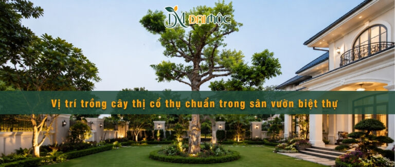 Tổng hợp các vị trí trồng cây thị cổ thụ trong sân vườn biệt thự đẹp và hợp phong thủy