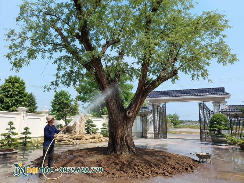 Tưới nước cho cây me cổ thụ
