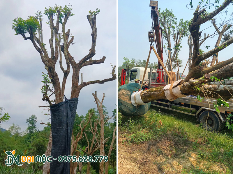 Tiến hành bọc thân, cẩu cây khế cổ thụ lên xe