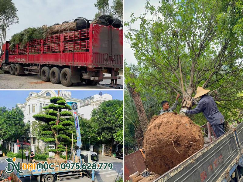 Vận chuyển cây nhập khẩu cổ thụ kích thước lớn bằng xe cẩu tự hành, xe tải thùng chuyên dụng