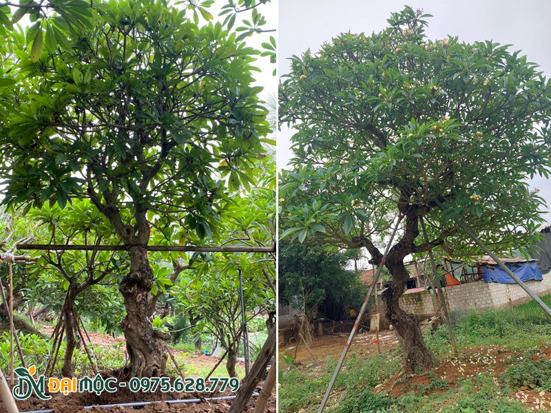 Những gốc hoa đại vàng cổ thụ đã dâm ủ nhiều năm