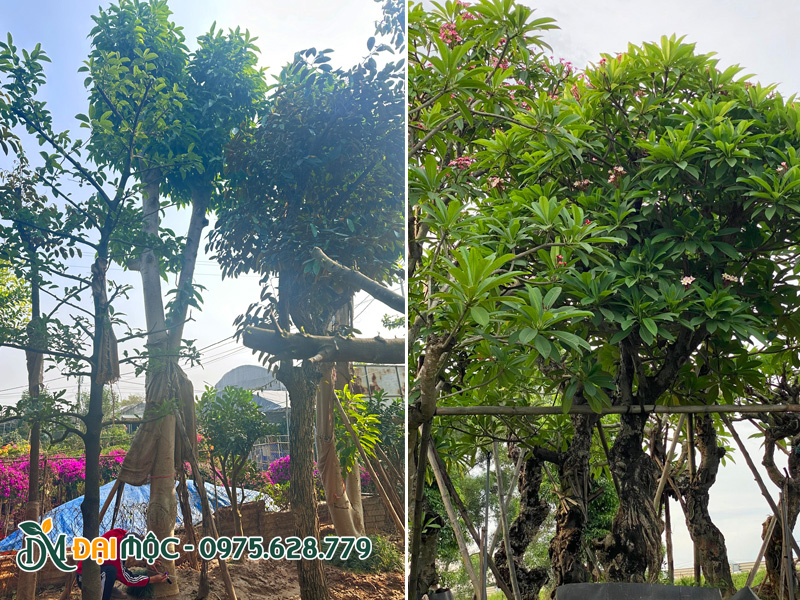 Vườn dưỡng ủ đa dạng các loại cây cổ thụ trồng công trình tâm linh