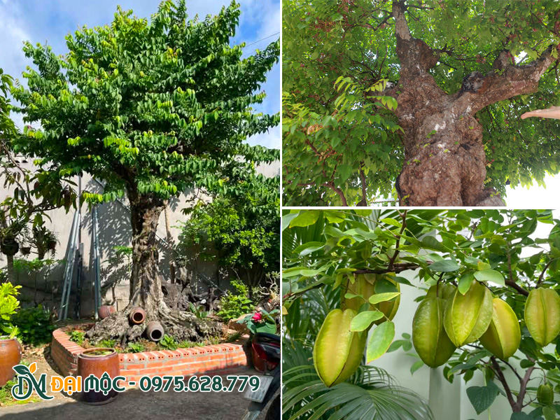 Cây khế cổ thụ trồng trước sân nhà, quả sai trĩu tượng trưng cho tài lộc, sự no đủ