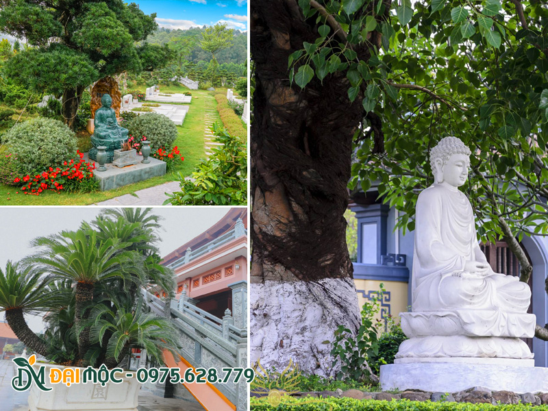 Hình ảnh các loại cây cổ thụ trồng cho các công trình tâm linh như nghĩa trang, nhà thờ họ, chùa chiền.