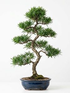 CÂY TÙNG LA HÁN – CÂY TÂM LINH VIP DÁNG ĐỘC BẢN
