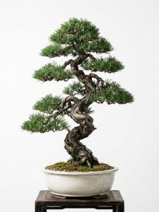 CÂY TÙNG LA HÁN – CÂY TÂM LINH VIP DÁNG ĐỘC BẢN