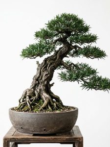 Mô tả seo 2